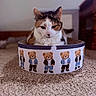 Annabelle joined the competition — help win amazing prizes! cat, calico_cat, cardboard_box, teddy_bear_illustrations, carpet, indoor, pet, feline, resting, cute, animal, cozy, fur, home, soft_light, blurred_background, domestic_animal, relaxed, sitting, whiskers