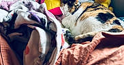 Annabelle is registered to the contest to win money with this photo: cat, calico_cat, sleeping, bed, blanket, stuffed_animals, koala_plush, duck_plush, soft_toys, window, natural_light, indoor, cozy, resting, feline, fur, patterned_blanket, comfort, quiet, relaxation