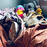 cat, calico_cat, sleeping, bed, blanket, stuffed_animals, koala_plush, duck_plush, soft_toys, window, natural_light, indoor, cozy, resting, feline, fur, patterned_blanket, comfort, quiet, relaxation