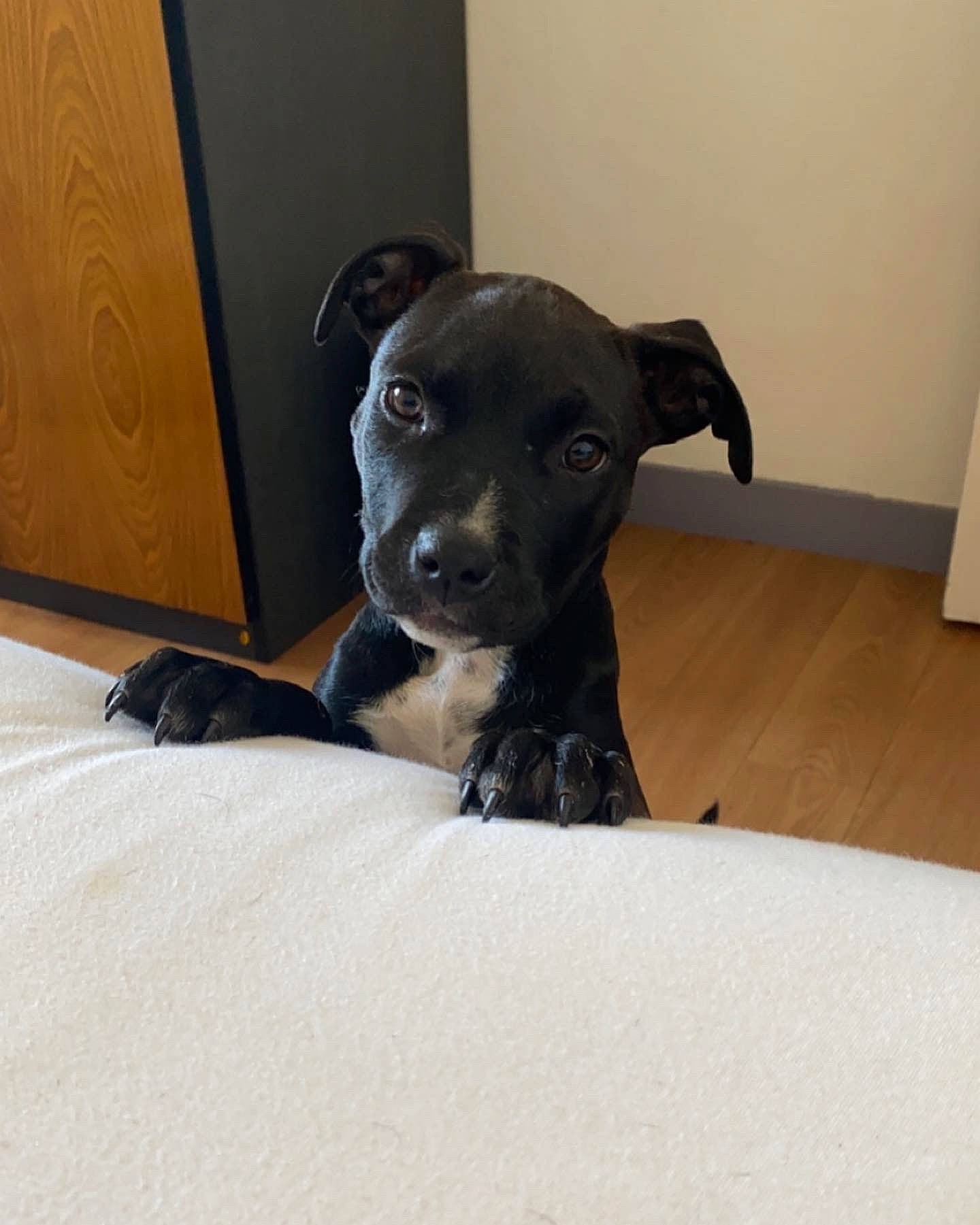 Happy participe au concours pour gagner de l'argent avec cette photo : borador, canidae, carnivore, collar, comfort, companion_dog, dog, dog_breed, fawn, flooring, guard_dog, hardwood, non_sporting_group, puppy, snout, sporting_group, terrestrial_animal, toy_dog, whiskers, working_animal