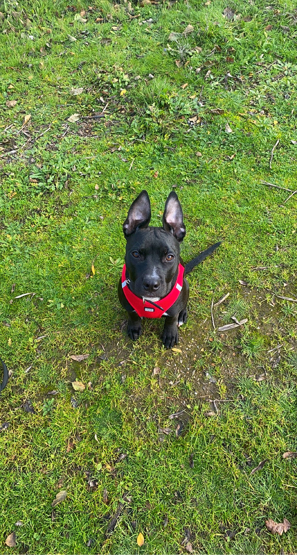 Happy a rejoint le concours — aidez-le/la à gagner de superbes lots ! boston_terrier, bulldog, canidae, carmine, carnivore, collar, companion_dog, dog, dog_breed, dog_collar, dog_supply, fawn, grass, groundcover, plant, shrub, sporting_group, tail, toy_dog, working_animal