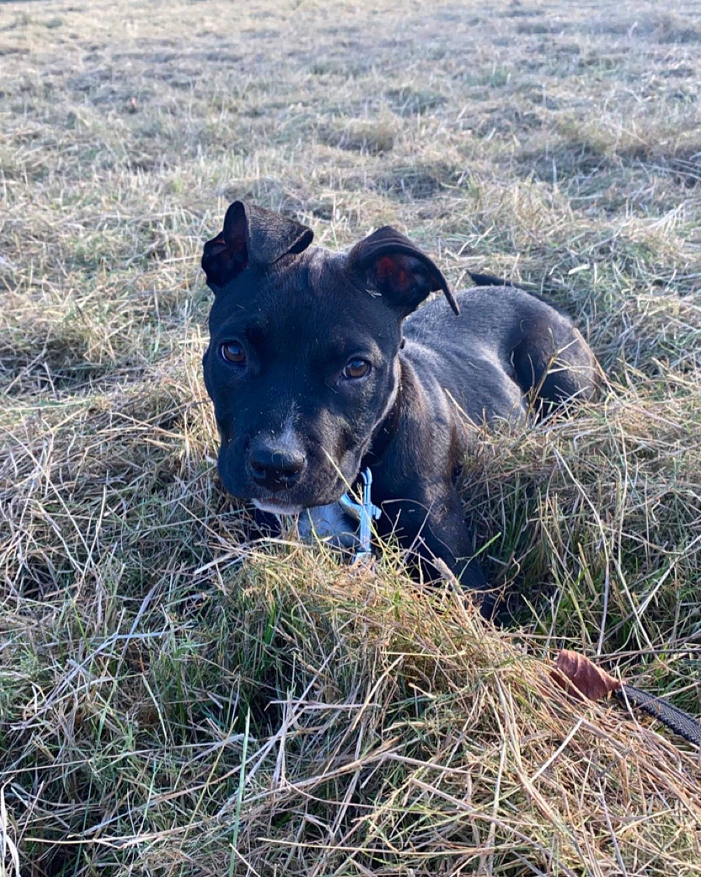 Happy participe au concours pour gagner de l'argent avec cette photo : borador, canidae, carnivore, dog, dog_breed, field, grass, grassland, hunting_dog, landscape, pasture, plant, prairie, snout, soil, sporting_group, terrestrial_animal, working_animal, working_dog