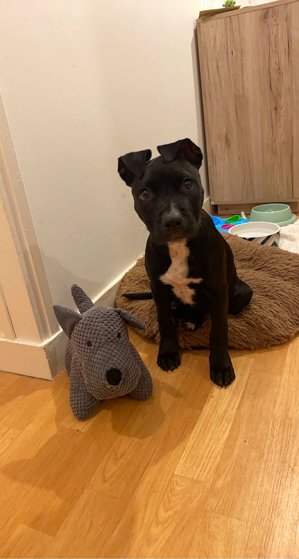 Happy a rejoint le concours — aidez-le/la à gagner de superbes lots ! carnivore, comfort, companion_dog, dog, dog_breed, dog_clothes, dog_collar, dog_supply, fawn, flooring, hardwood, laminate_flooring, pet_supply, snout, tail, toy_dog, wood, wood_flooring, wood_stain, working_animal