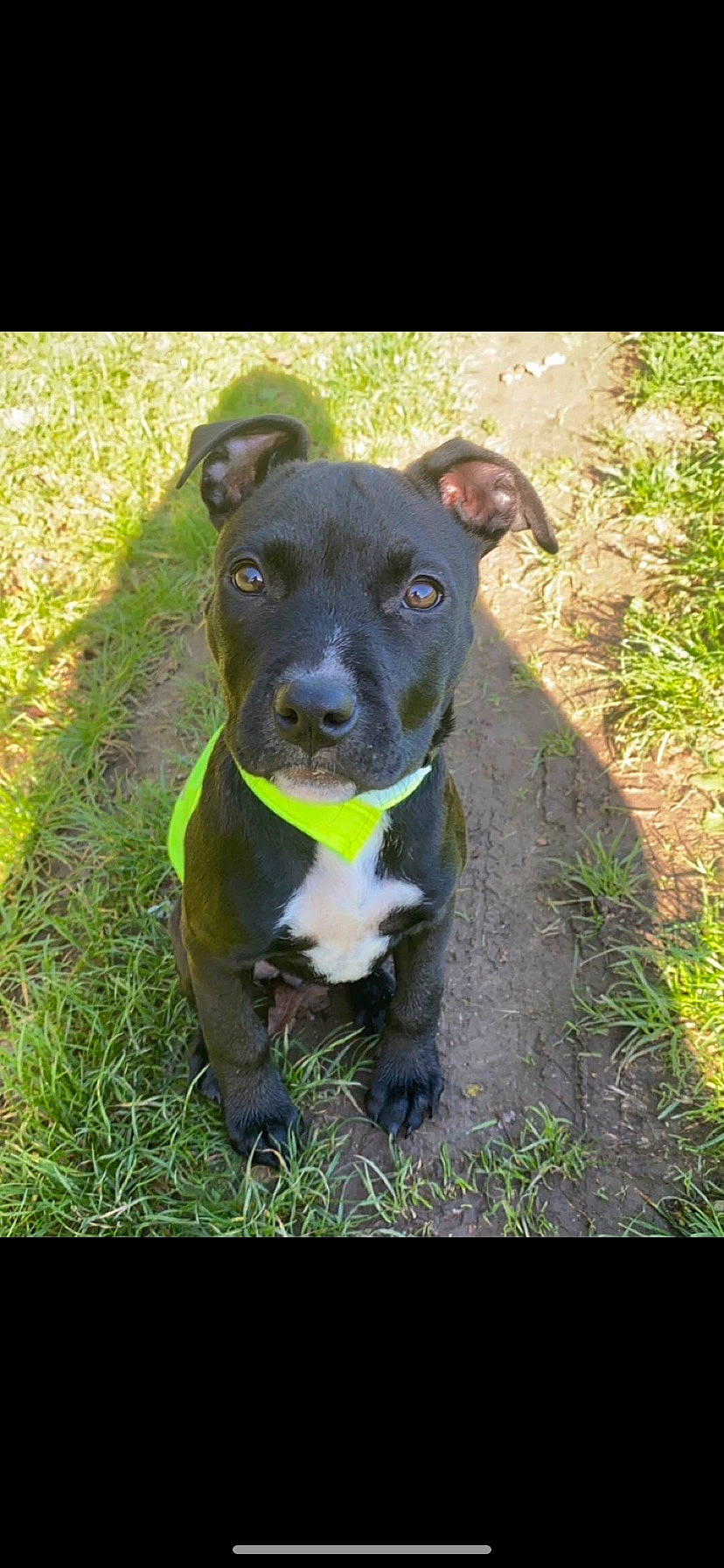 Happy participe au concours pour gagner de l'argent avec cette photo : annual_plant, borador, canidae, canis_panther, carnivore, collar, companion_dog, dog, dog_breed, dog_collar, electric_blue, fawn, grass, personal_protective_equipment, pet_supply, plant, snout, sporting_group, whiskers, working_animal