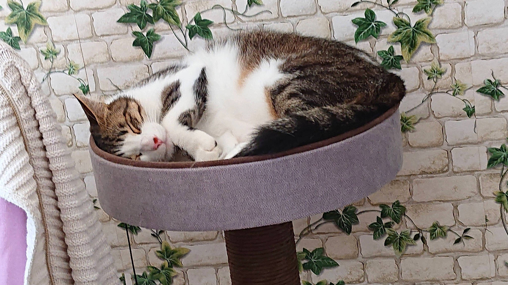 Mistral participe au concours pour gagner de l'argent avec cette photo : basket, carnivore, cat, cat_supply, comfort, domestic_short_haired_cat, felidae, flowerpot, fur, grass, outdoor_furniture, pet_supply, plant, small_to_medium_sized_cats, snout, tail, tree, whiskers, window, wood