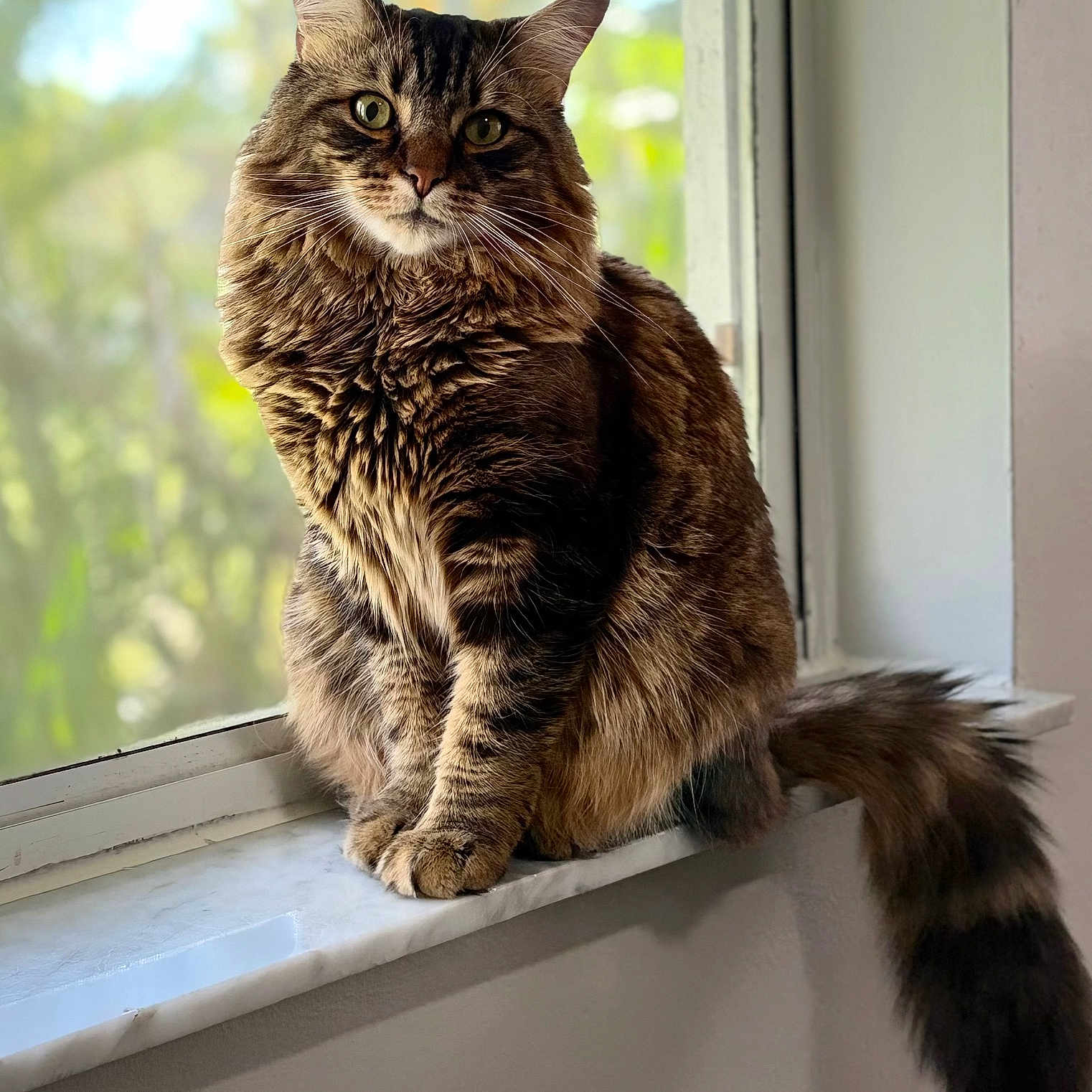 Mr. Peabody joined the competition — help win amazing prizes! cat, tabby, fluffy, windowsill, green_eyes, indoor, natural_light, curious, pets, animal, feline, fur, sitting, portrait, closeup, window, domestic, cute, whiskers, tail