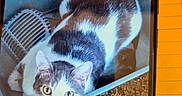 Raskel is registered to the contest to win money with this photo: animal, brown, carpet, cat, closeup, container, curious, ears, fur, gray, household, indoor, looking_up, pet, phone_screen, plastic, reflection, texture, whiskers, white