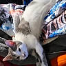 Raskel joined the competition — help win amazing prizes! animal, blanket, cat, colorful, cozy, cute, ears, feline, gray_fur, indoor, patterned_blanket, paw, pet, relaxed, resting, soft_texture, stretching, warm_colors, whiskers, white_fur