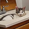 Raskel is registered to the contest to win money with this photo: animal, bathroom, cat, close_up, cute, domestic_cat, ears, eye_contact, face, faucet, feline, fur, indoor, pet, relaxed, resting, sink, whiskers, white_and_gray, wooden_cabinet