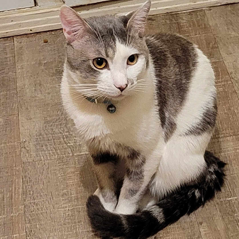 Raskel joined the competition — help win amazing prizes! alert, animal, cat, collar, curious, cute, domestic_cat, ears, eyes, feline, floor, fur, gray_and_white, indoor, mammal, pet, sitting, tail, whiskers, wooden_floor