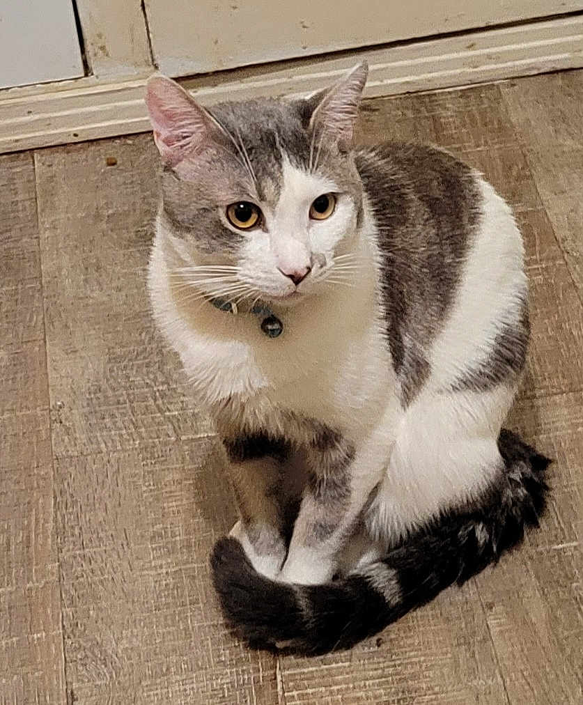 Raskel joined the competition — help win amazing prizes! cat, animal, pet, indoor, floor, wooden_floor, gray_and_white, tail, sitting, curious, whiskers, ears, collar, domestic_cat, feline, fur, alert, cute, mammal, eyes