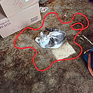 Raskel is registered to the contest to win money with this photo: animal, blue_bag, cardboard_box, carpet, cat, clutter, collar, curious, domestic, feline, floor, household, indoor, pattern, pet, red_line, relaxed, resting, shadow, sunlight