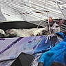 Raskel joined the competition — help win amazing prizes! animal, blanket, blue, cat, cozy, curious, fur, gray, indoor, messy, pattern, pet, purple, relaxed, resting, smartphone, sunlight, table, white, window_blinds