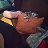 Raskel is registered to the contest to win money with this photo: animal, blanket, brown, cat, comfort, couch, cozy, cute, furniture, furry, home, indoor, kitten, orange, pet, pillow, relaxing, resting, small, soft