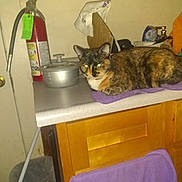 Coco Loco is registered to the contest to win money with this photo: black, brown, cabinet, cat, cleaning_supplies, countertop, domestic, feline, fire_extinguisher, household, indoor, kitchen, orange, pet, pot, purple_cloth, relaxed, resting, tortoiseshell_cat, trash_can