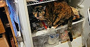 Coco Loco is registered to the contest to win money with this photo: animal, bottle, box, can, cat, clutter, container, curious, door, floor, food, fridge, household, indoor, kitchen, messy, pet, plastic_bag, shelf, tortoiseshell