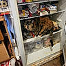 animal, bottle, box, can, cat, clutter, container, curious, door, floor, food, fridge, household, indoor, kitchen, messy, pet, plastic_bag, shelf, tortoiseshell
