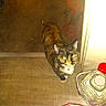 Coco Loco is registered to the contest to win money with this photo: animal, brown_floor, cat, collar, corner, curious, domestic, doorway, feline, floor, glass_container, household, indoor, light_reflection, looking_up, pet, red_object, shadow, striped_fabric, tortoiseshell