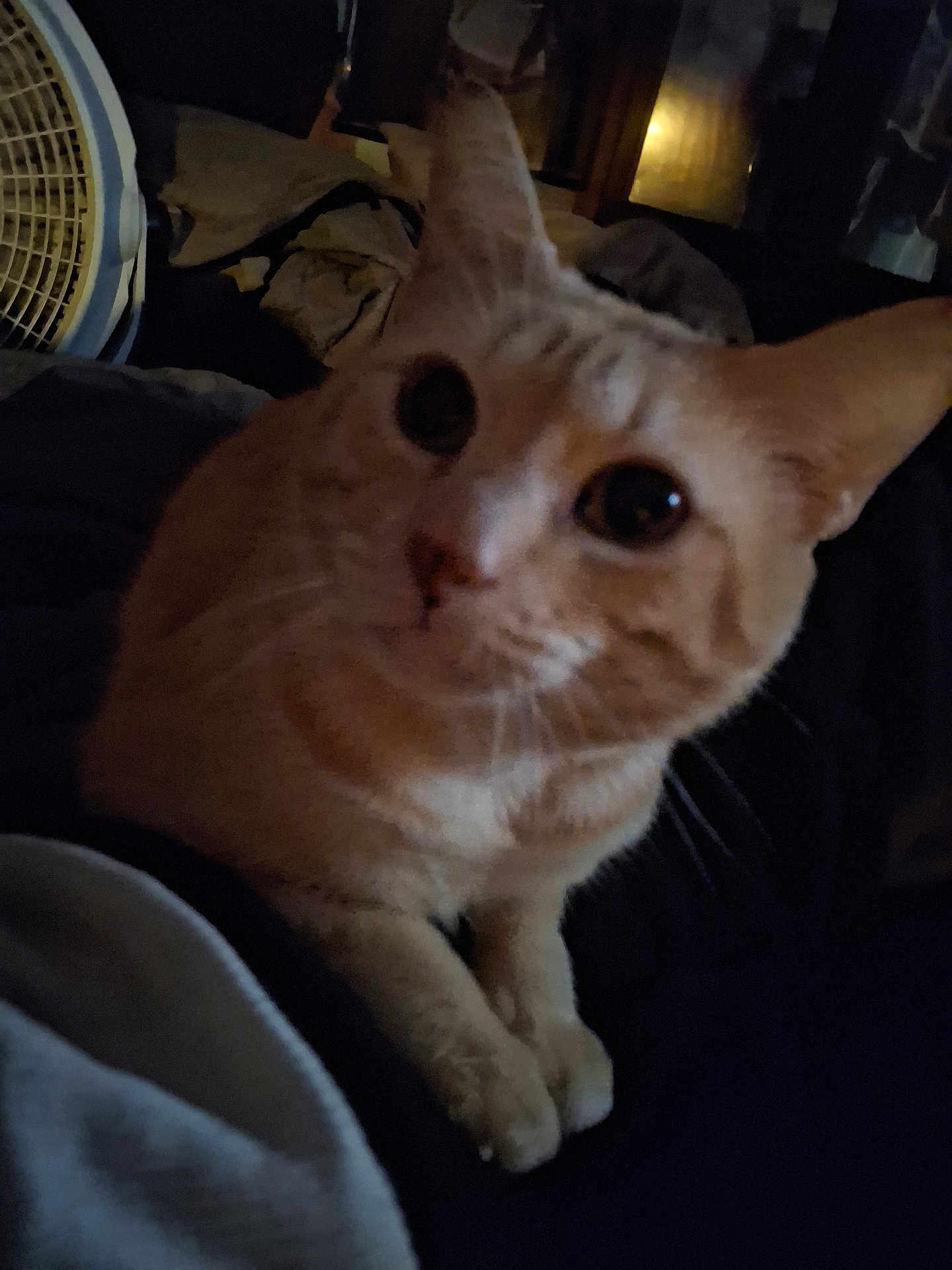 Rufus joined the competition — help win amazing prizes! cat, pet, animal, indoor, closeup, orange_cat, feline, paws, curious, dark, blurry, household, fan, resting, fur, whiskers, ears, cute, domestic, companion
