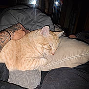 Rufus is registered to the contest to win money with this photo: cat, orange_tabby, sleeping, pillow, tattooed_arm, hand, blanket, indoor, pet, cozy, resting, feline, fur, comfort, cushion, relaxation, animal, domestic_cat, closeup, human