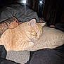 cat, orange_tabby, sleeping, pillow, tattooed_arm, hand, blanket, indoor, pet, cozy, resting, feline, fur, comfort, cushion, relaxation, animal, domestic_cat, closeup, human