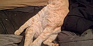 Rufus joined the competition — help win amazing prizes! cat, orange_cat, bed, pillow, blanket, sleeping, pet, feline, fur, relaxed, indoor, cozy, resting, animal, domestic_animal, whiskers, paw, tail, soft, cute