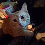 Rufus joined the competition — help win amazing prizes! cat, orange_tabby, pet, indoor, dim_lighting, blurry, curious, feline, animal, package, box, fabric, cozy, whiskers, ears, eyes, tail, claw, closeup, home