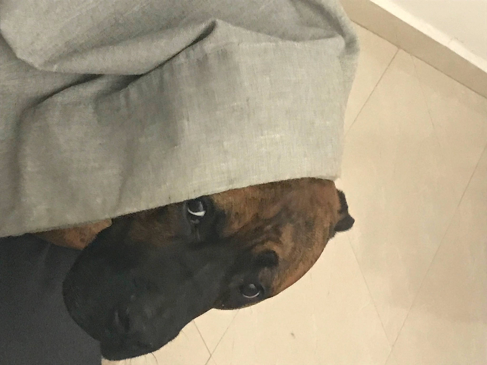 Louko participe au concours pour gagner de l'argent avec cette photo : art, canidae, dog, dog_breed, fawn, flooring, fur, hardwood, human_leg, sculpture, snout, sporting_group, terrestrial_animal, wood, working_animal, wrinkle