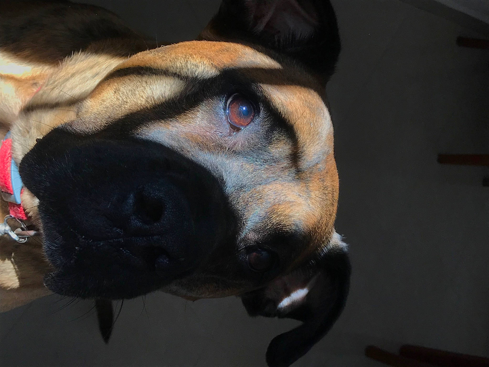 Louko participe au concours pour gagner de l'argent avec cette photo : canidae, carnivore, collar, companion_dog, dog, dog_breed, dog_collar, dog_supply, ear, fawn, fur, leash, liver, pet_supply, snout, sporting_group, whiskers, window, working_animal, wrinkle