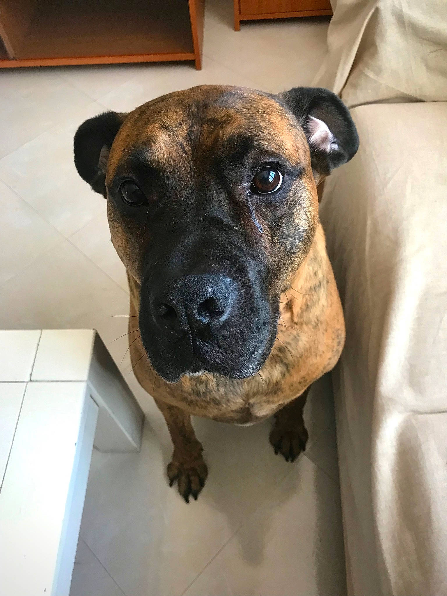 Louko a rejoint le concours — aidez-le/la à gagner de superbes lots ! ancient_dog_breeds, canidae, carnivore, collar, companion_dog, dog, dog_breed, fawn, guard_dog, non_sporting_group, pet_supply, plott_hound, snout, sporting_group, terrestrial_animal, tile_flooring, whiskers, working_animal, working_dog