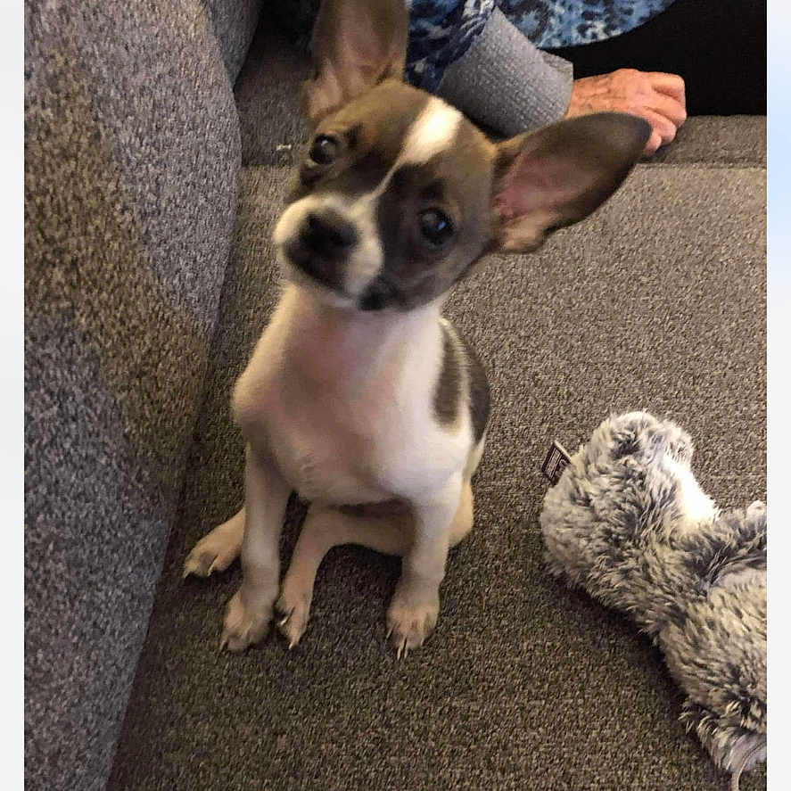 Roo joined the competition — help win amazing prizes! animal, art, beagle, bodypart, bostonbull, bulldog, canine, chihuahua, cockerspaniel, collage, couch, dog, frenchbulldog, furniture, hound, papillon, person, pet, puppy, text