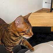 Willow a rejoint le concours — aidez-le/la à gagner de superbes lots ! abyssinian, animal, architecture, bed, building, cat, couch, cushion, furniture, hardwood, homedecor, indoors, interiordesign, kitten, livingroom, manx, pet, plywood, room, wood