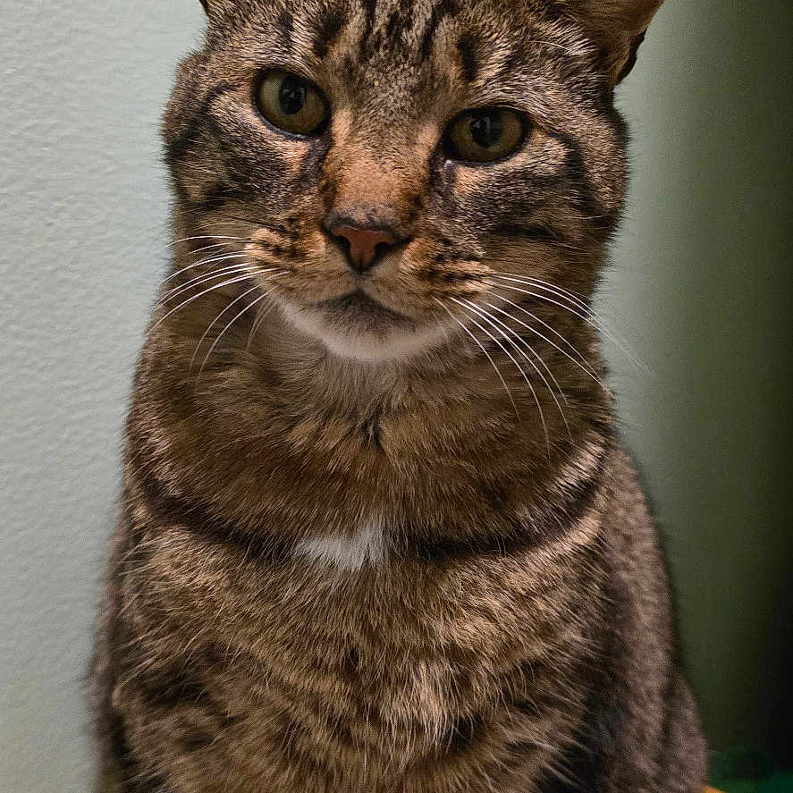 Catsous