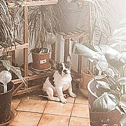 Albert a rejoint le concours — aidez-le/la à gagner de superbes lots ! puppy, dog, indoor, plants, potted_plants, wooden_shelf, tile_floor, black_and_white, pet, small_dog, natural_light, cozy, home, decor, floor, sitting, young_dog, leafy_plants, plant_pots, quiet