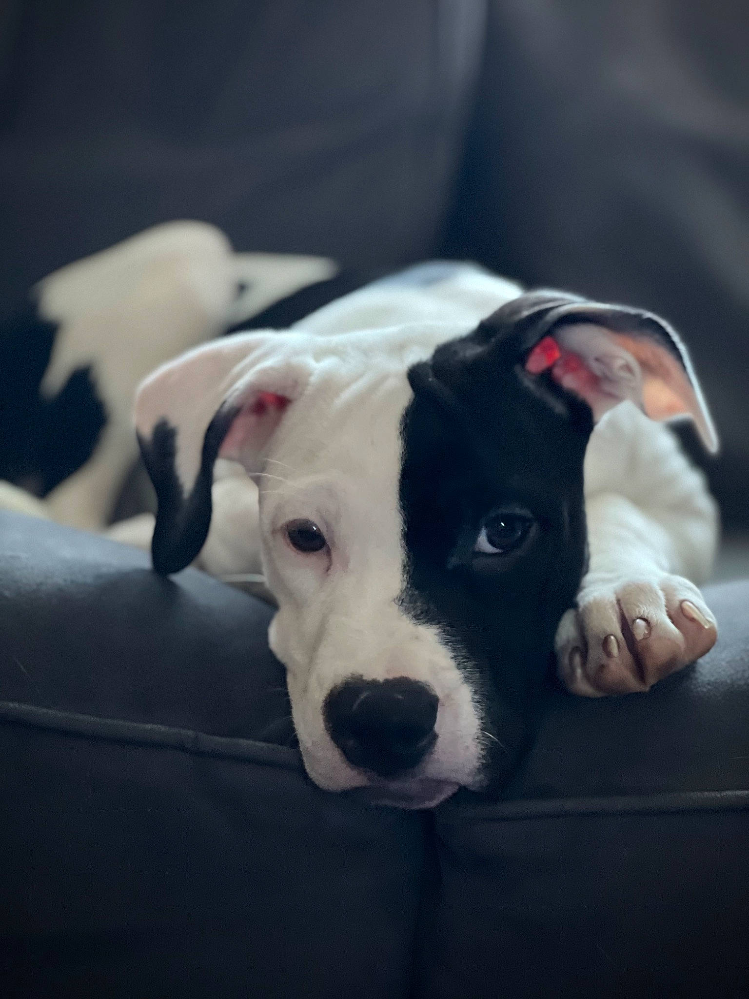 Raven is registered to the contest to win money with this photo: canidae, carnivore, collar, comfort, companion_dog, dog, dog_breed, dog_collar, fawn, fur, guard_dog, non_sporting_group, pet_supply, snout, sporting_group, terrestrial_animal, whiskers, working_animal, working_dog