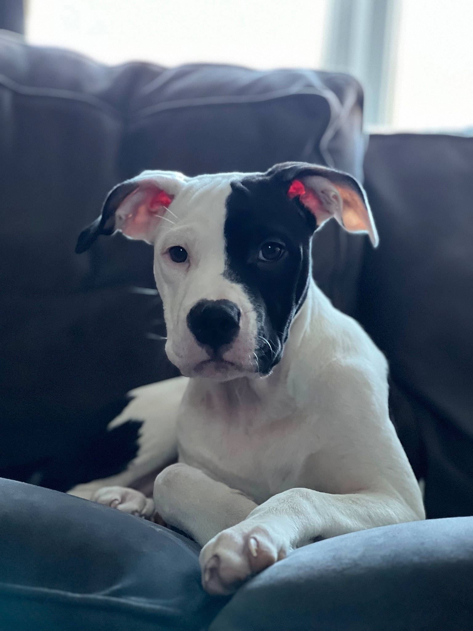 Raven is registered to the contest to win money with this photo: carnivore, collar, companion_dog, dog, dog_breed, dog_collar, fawn, non_sporting_group, sporting_group, whiskers, window, working_animal