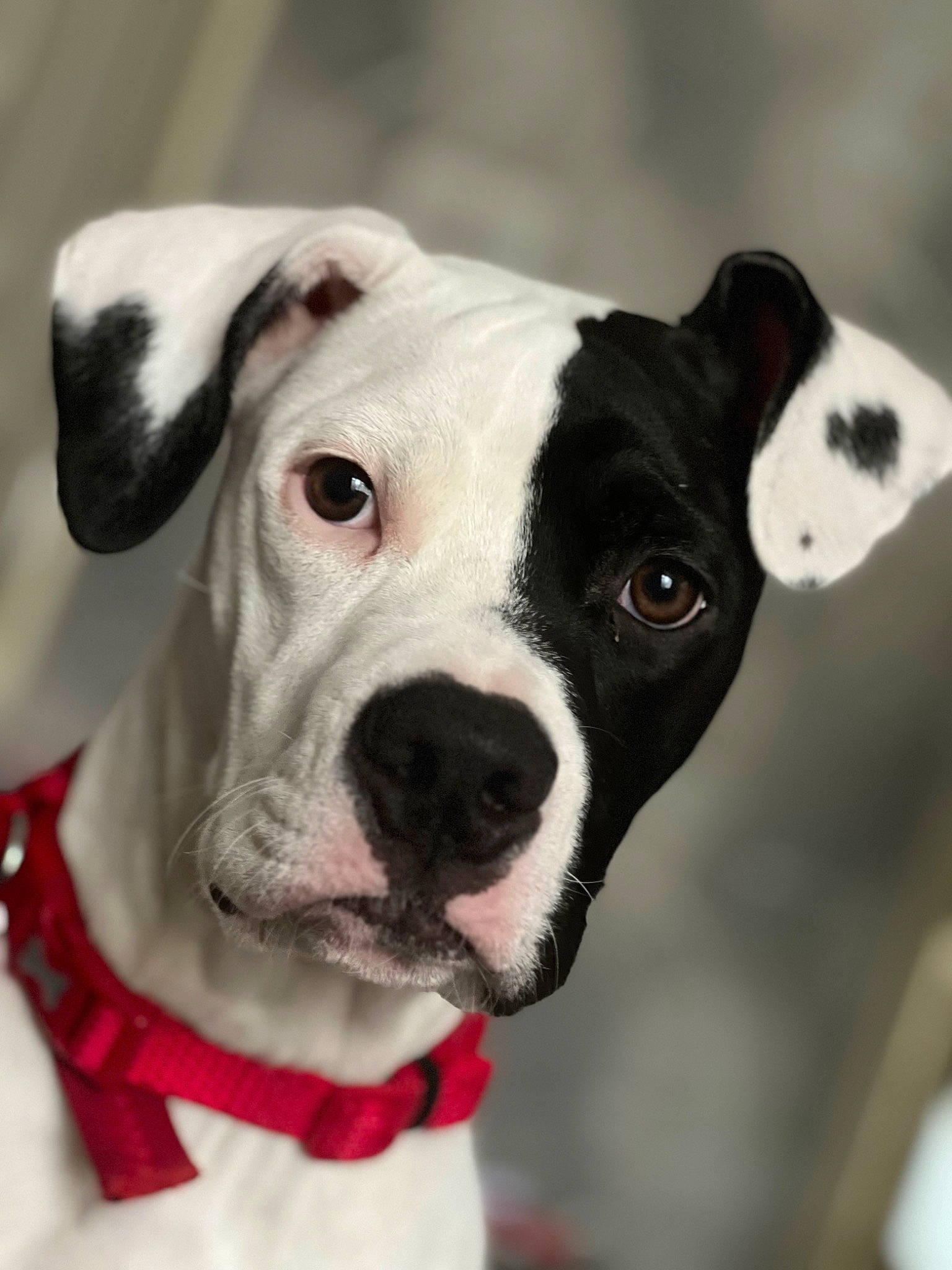 Raven is registered to the contest to win money with this photo: ancient_dog_breeds, canidae, carnivore, collar, companion_dog, dog, dog_breed, dog_collar, ear, fawn, fur, leash, non_sporting_group, snout, sporting_group, whiskers, working_animal, working_dog