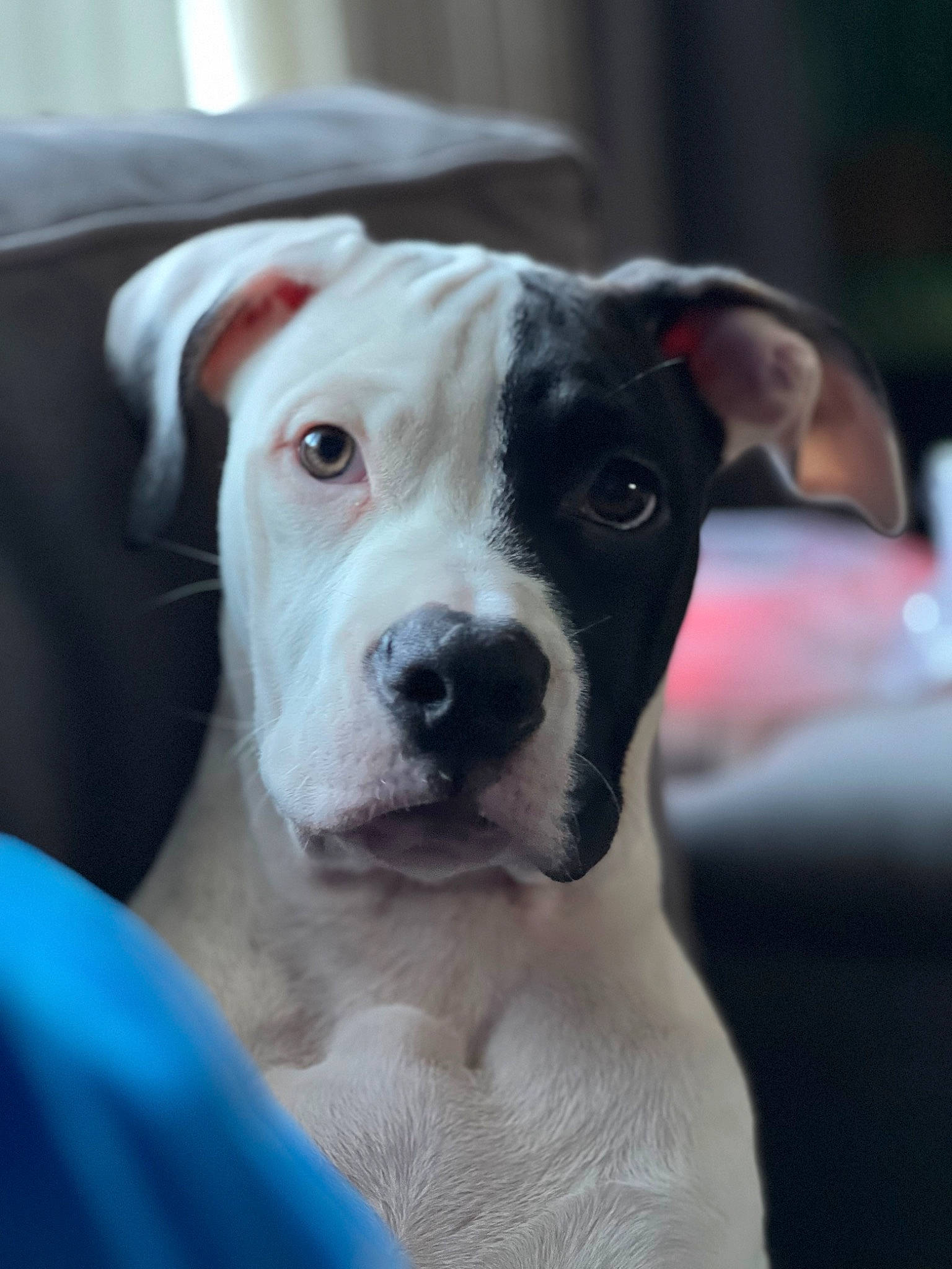Raven joined the competition — help win amazing prizes! canidae, carnivore, collar, companion_dog, cordoba_fighting_dog, dog, dog_breed, dog_collar, dogo_argentino, fawn, fur, molosser, non_sporting_group, pit_bull, snout, sporting_group, whiskers, working_animal, working_dog