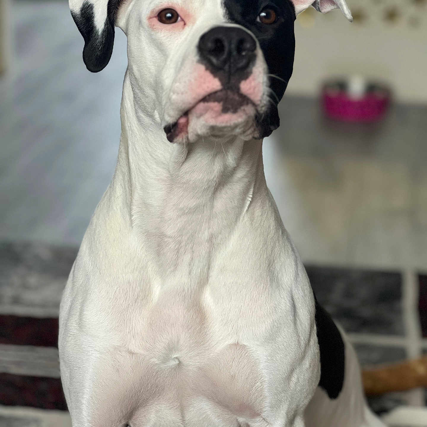 Raven is registered to the contest to win money with this photo: animal, bostonbull, boxer, bulldog, canine, dog, frenchbulldog, greatdane, hound, labradorretriever, pet, pitbull, pointer, puppy, snout, whitedog