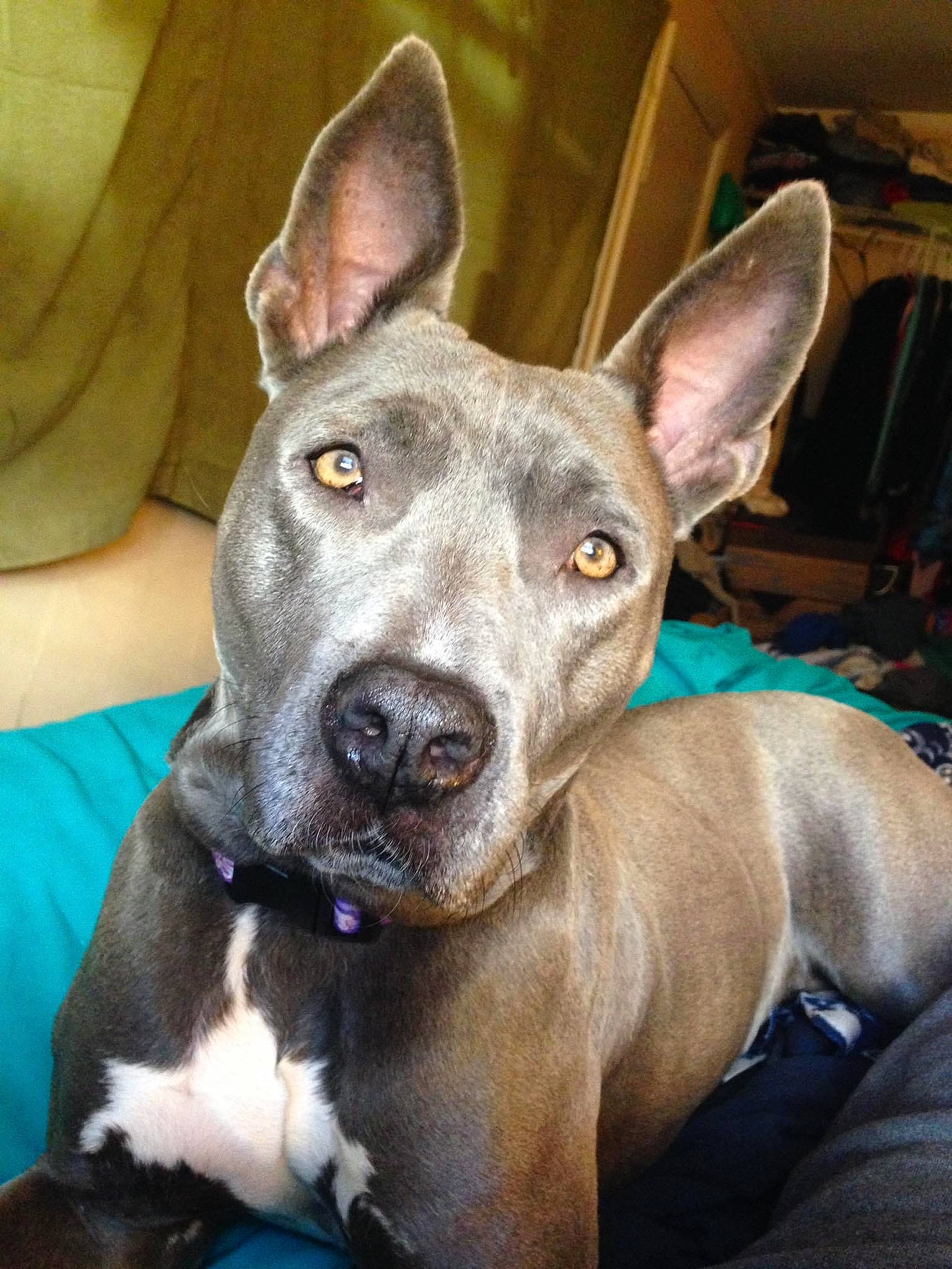 Diamond is registered to the contest to win money with this photo: canidae, carnivore, collar, comfort, companion_dog, dog, dog_breed, ear, fawn, head, jaw, non_sporting_group, snout, sporting_group, whiskers, working_animal