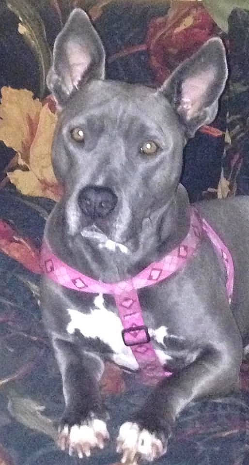 Diamond joined the competition — help win amazing prizes! canidae, carnivore, collar, companion_dog, dog, dog_breed, dog_collar, fawn, non_sporting_group, snout, sporting_group, whiskers, working_animal, working_dog