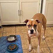 Sadie joined the competition — help win amazing prizes! animal, blue_mat, brown_dog, cabinet, canine, curious, dog, domestic, feeding_time, floor, food_bowl, indoor, kitchen, pet, slow_feeder, standing, tile, tile_floor, water_bowl, white_dog