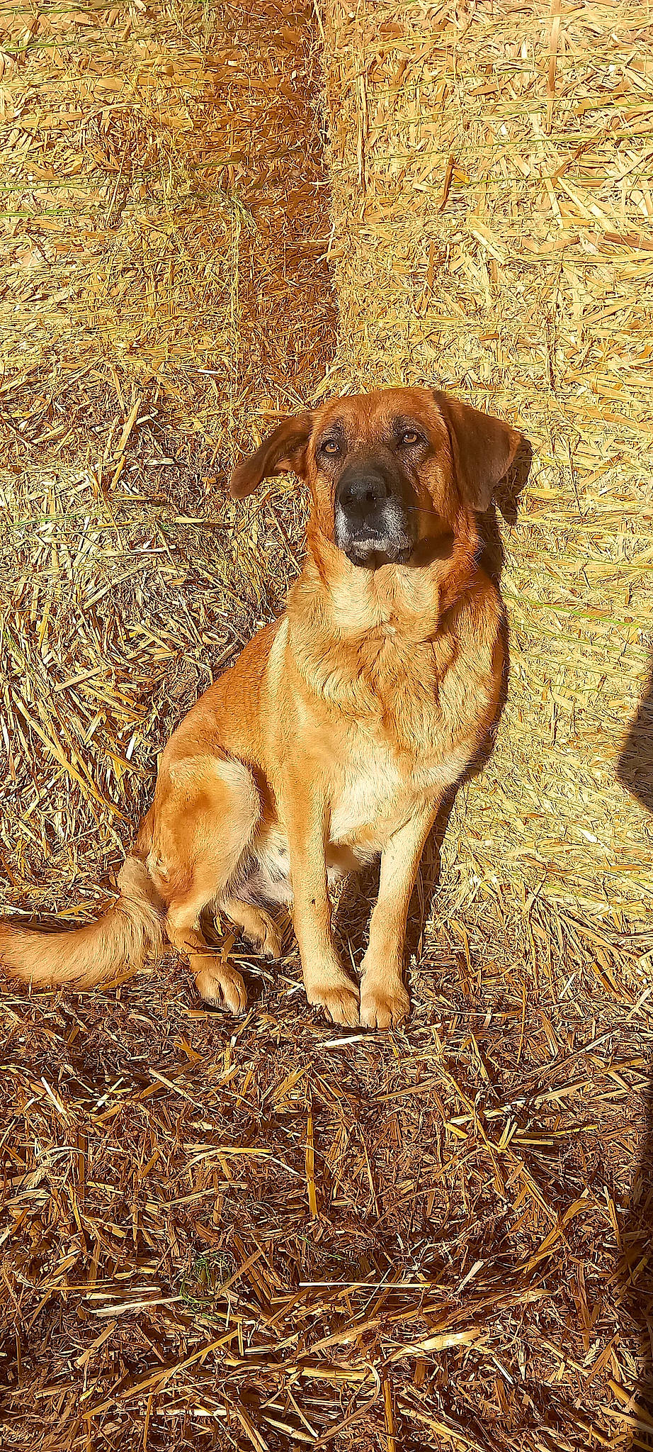 Maïka a rejoint le concours — aidez-le/la à gagner de superbes lots ! ancient_dog_breeds, canidae, carnivore, companion_dog, dog, dog_breed, fawn, grass, hunting_dog, plant, soil, sporting_group, terrestrial_animal, whiskers, working_animal, working_dog