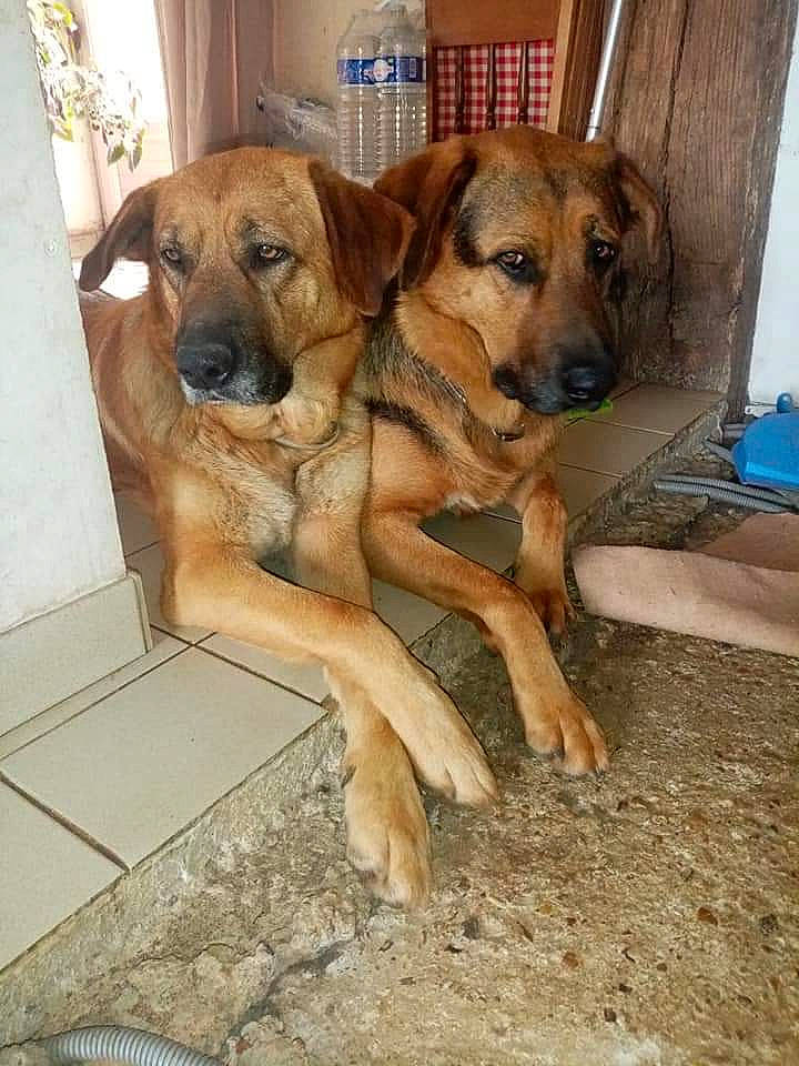 Maïka participe au concours pour gagner de l'argent avec cette photo : bottle, carnivore, companion_dog, dog, dog_breed, fawn, hardwood, sporting_group, working_dog