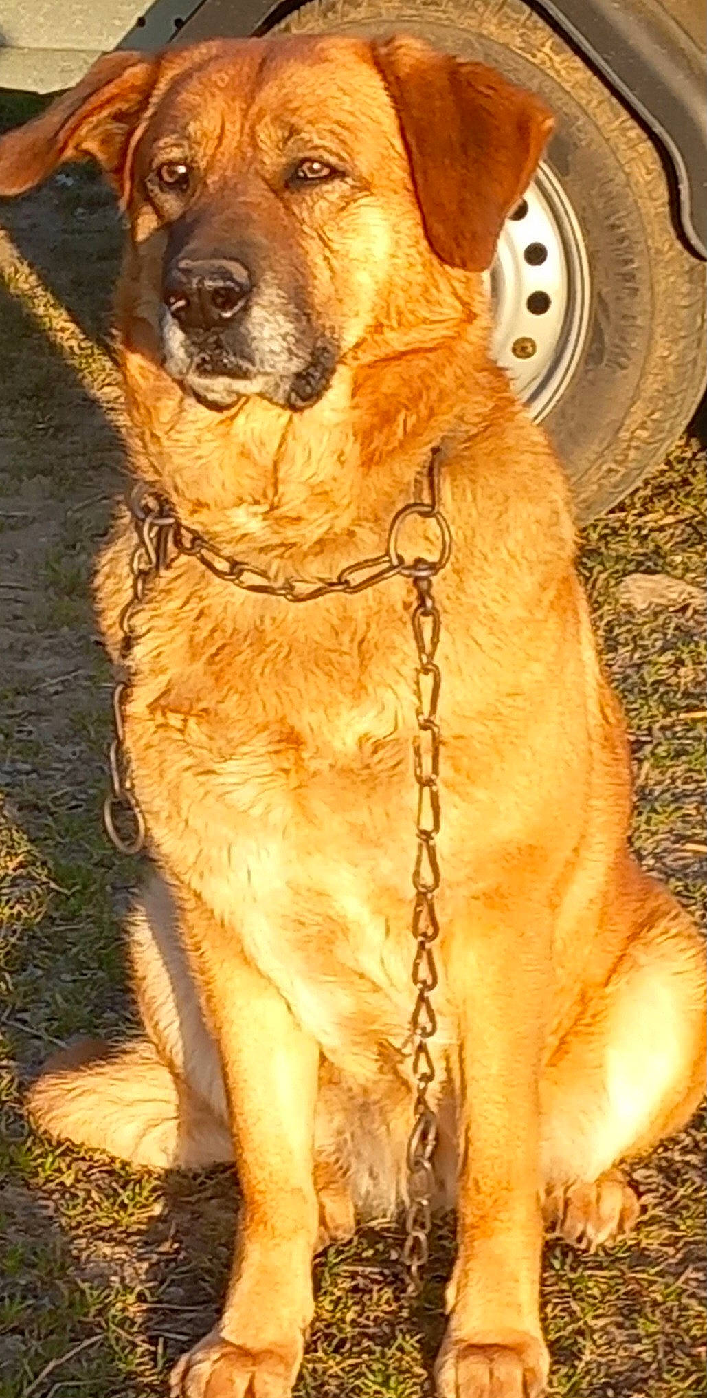 Maïka a rejoint le concours — aidez-le/la à gagner de superbes lots ! art, automotive_tire, canidae, carnivore, companion_dog, dog, dog_breed, fawn, fender, fur, liver, snout, sporting_group, terrestrial_animal, tire, tire_care, tread, wheel, whiskers, working_animal