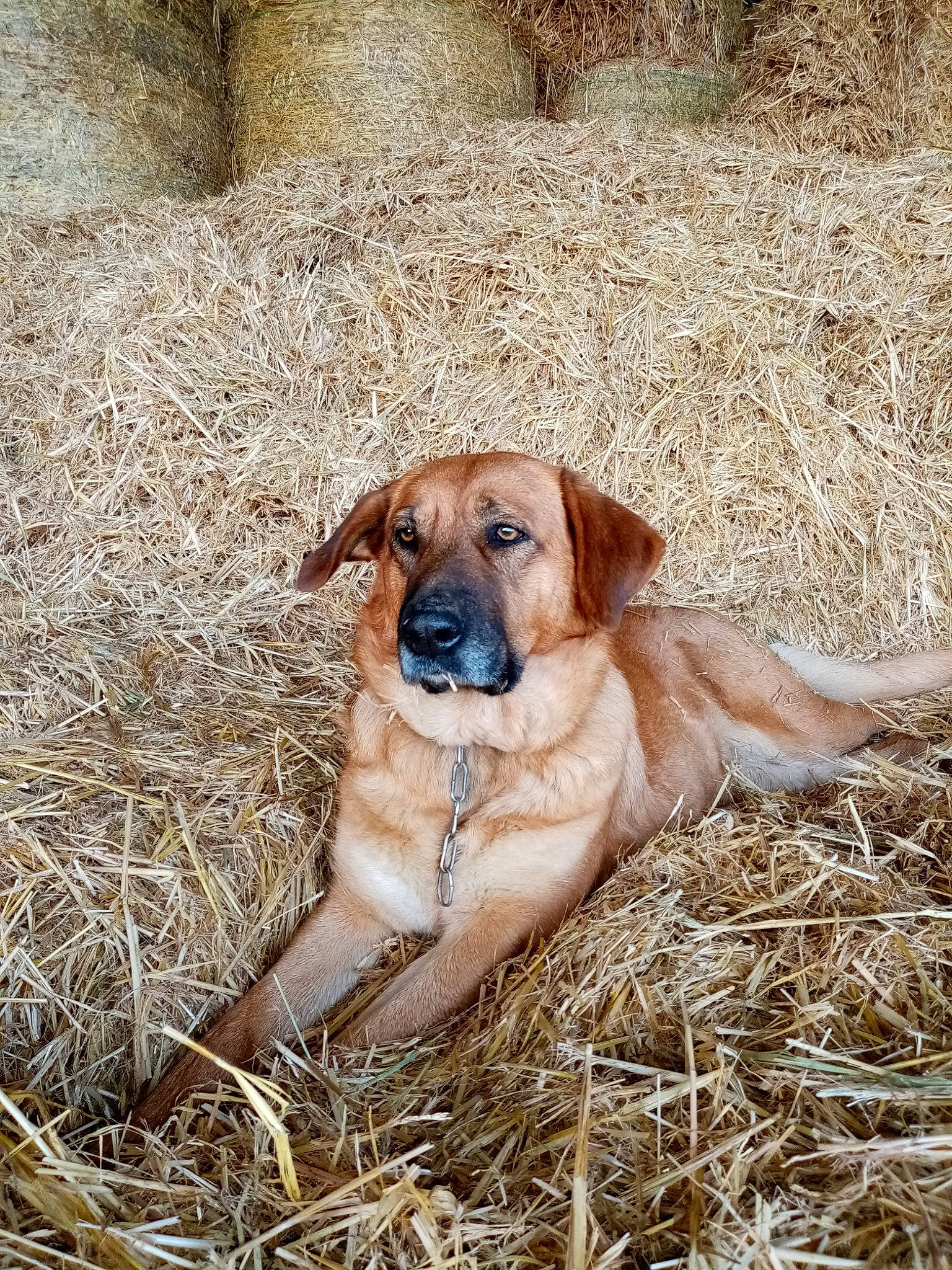 Maïka a rejoint le concours — aidez-le/la à gagner de superbes lots ! canidae, carnivore, collar, companion_dog, dog, dog_breed, fawn, grass, gun_dog, hunting_dog, liver, plant, soil, terrestrial_animal, working_animal, working_dog