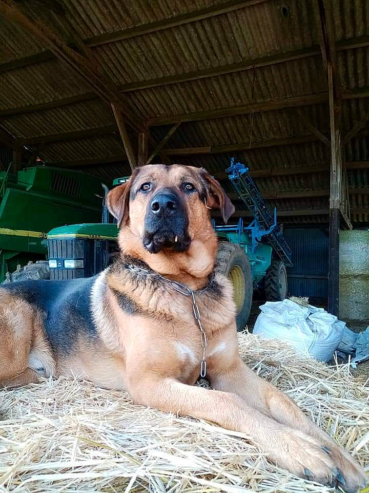 Maïko a rejoint le concours — aidez-le/la à gagner de superbes lots ! canidae, carnivore, companion_dog, dog, dog_breed, fawn, fur, grass, guard_dog, landscape, sporting_group, terrestrial_animal, whiskers, working_animal, working_dog