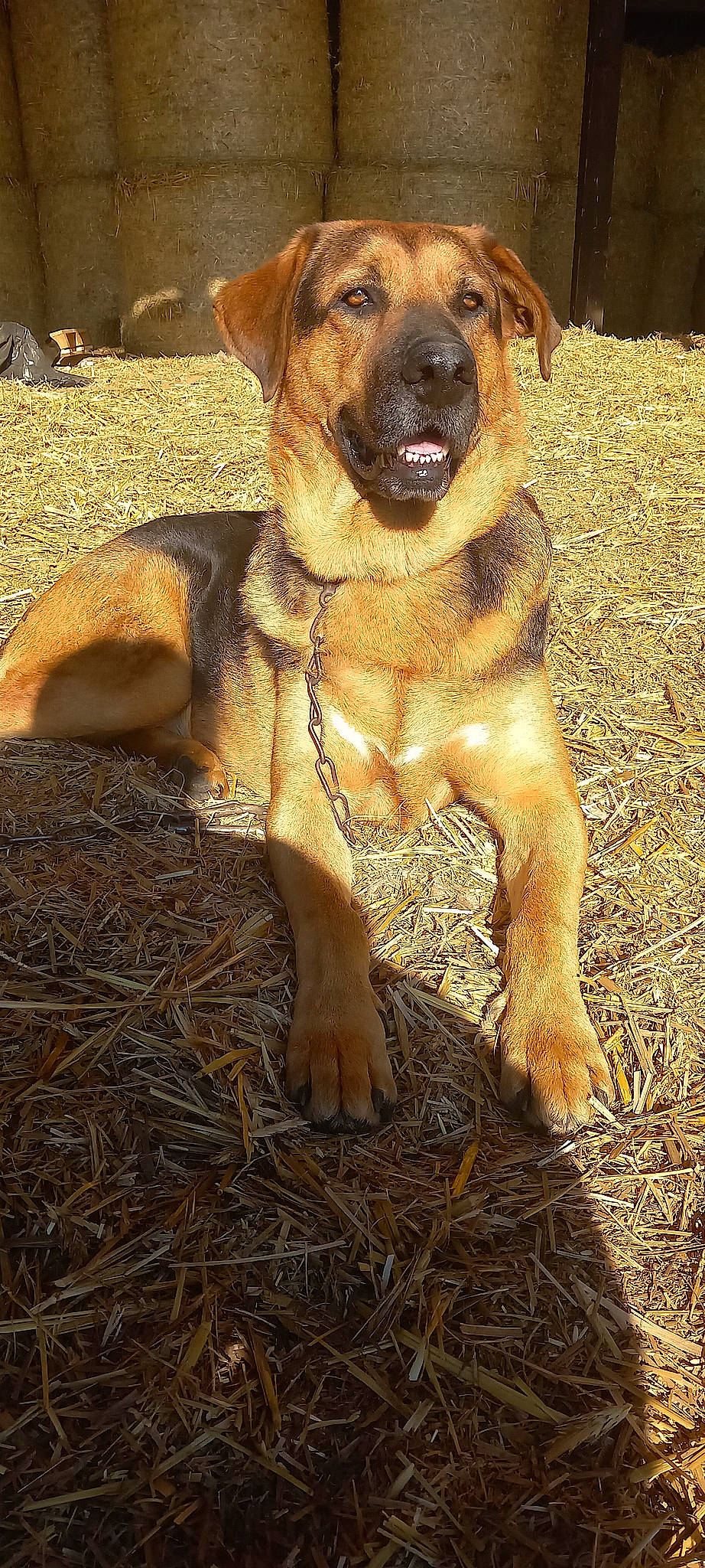 Maïko participe au concours pour gagner de l'argent avec cette photo : canidae, carnivore, collar, companion_dog, dog, dog_breed, dog_collar, fawn, firefighter, fur, grass, guard_dog, hay, hunting_dog, liver, soil, terrestrial_animal, whiskers, working_animal, working_dog