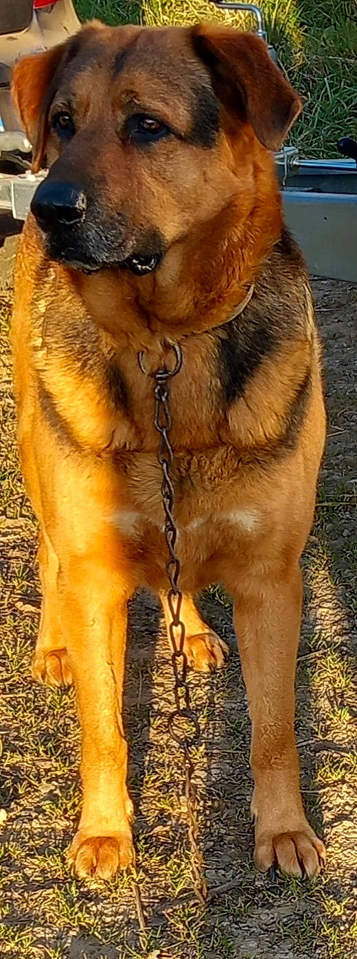 Maïko participe au concours pour gagner de l'argent avec cette photo : canidae, carnivore, collar, companion_dog, dog, dog_breed, dog_collar, fawn, fur, leash, liver, pack_animal, pet_supply, snout, sporting_group, tail, terrestrial_animal, whiskers, wildlife, working_animal