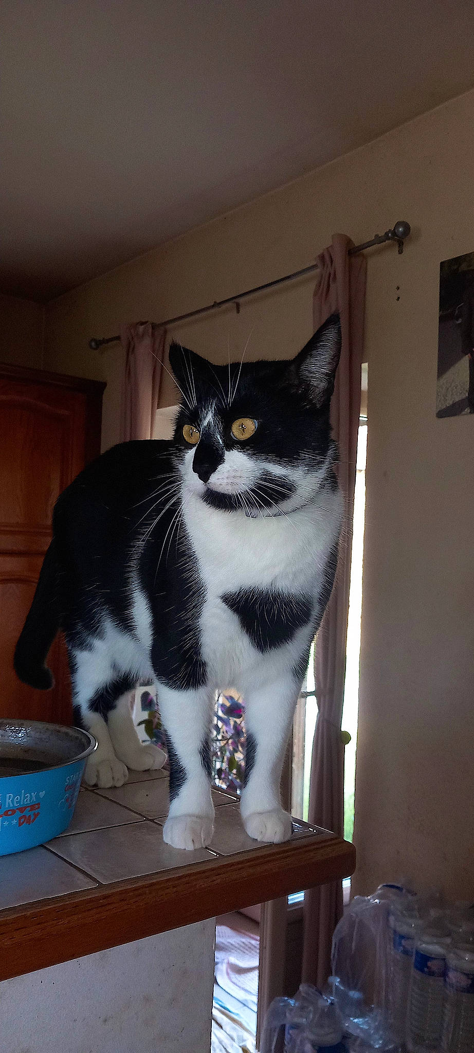 Mimi Oreo participe au concours pour gagner de l'argent avec cette photo : carnivore, cat, cat_supply, domestic_short_haired_cat, felidae, fur, grey, mixing_bowl, serveware, small_to_medium_sized_cats, stairs, tail, whiskers, wood